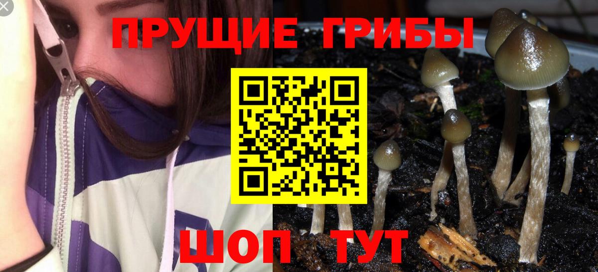 Владивосток  даркнет сайт  Псилоцибиновые грибы Cubensis  Вход с VPN  Галлюциногенные грибы Magic Shrooms 